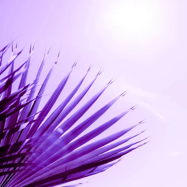 Takken Van Palmboom Onder Zonlicht Hemel Afgezwakt Proton Paarse Kleur — Stockfoto