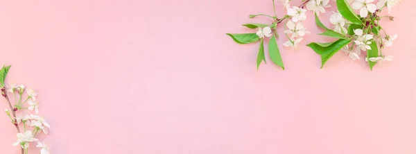 Creatieve Bovenaanzicht Kersenboom Bloeiende Bloemen Brunch Frame Duizendjarige Roze Achtergrond — Stockfoto