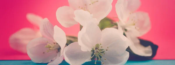 Яблуко Цвіте Розмитому Кольоровому Фоні Весняні Квіти Креативне Макрозображення Боке — стокове фото