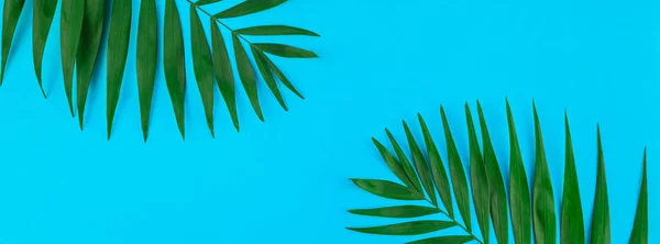 Folhas de palma tropicais sobre fundo papel de cor — Fotografia de Stock