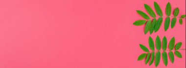 Parlak pembe yeşil rowan ağacı yaprakları