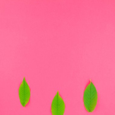 Taze yeşil yaprakları ile düz yatıyordu desen