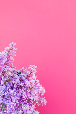 Eflatun çiçekli pembe arka plan