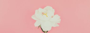 Beyaz şakayık çiçekleri 