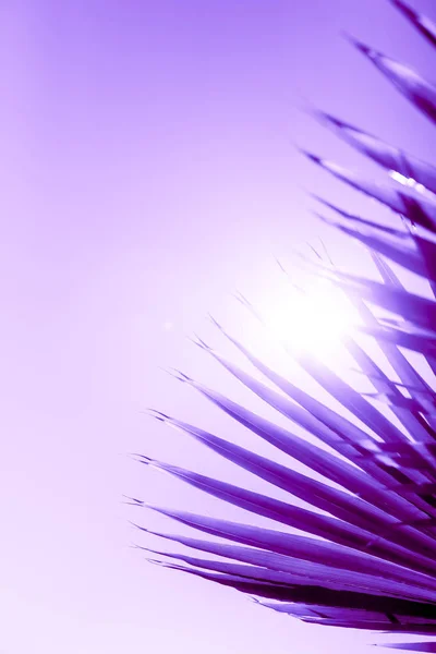 Branches of palm tree toned in proton purple color — Stock Photo, Image