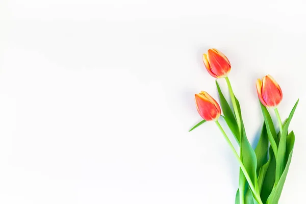 Червоні тюльпани квіти на білому тлі — стокове фото