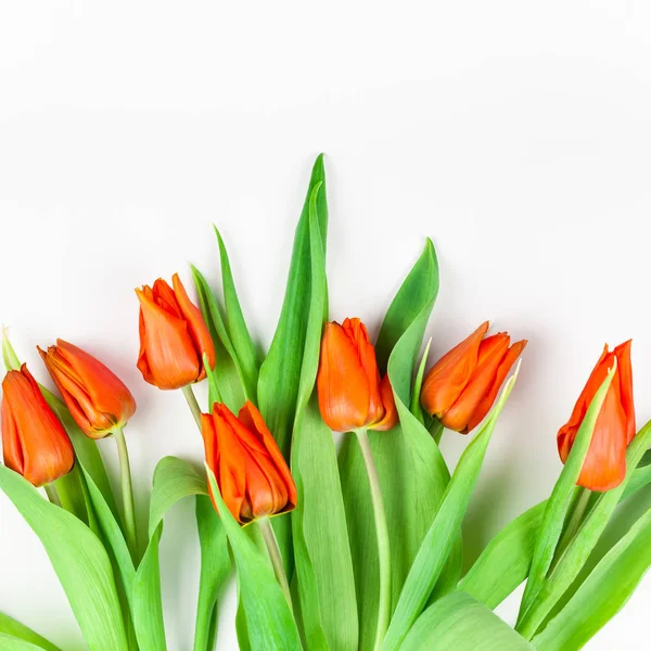 Rote Tulpen Blumen auf weißem Hintergrund — Stockfoto