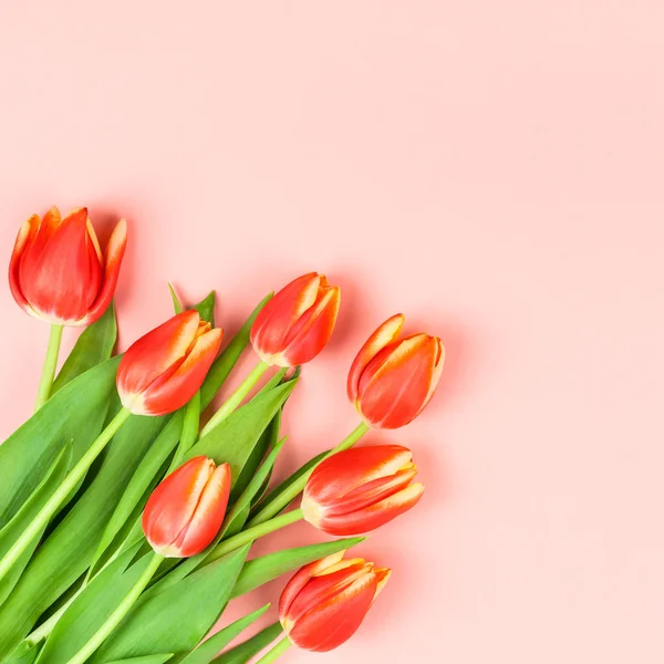 Flores de tulipanes rojos sobre fondo rosa —  Fotos de Stock