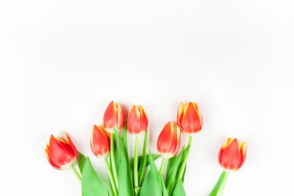 Red tulips flowers on white background — Stock Photo, Image