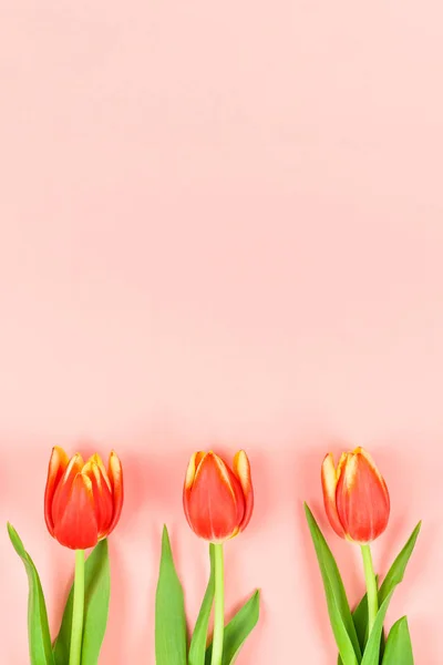 Flores de tulipas vermelhas no fundo rosa — Fotografia de Stock