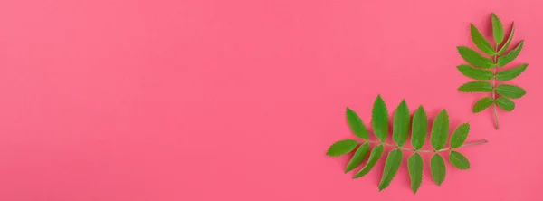 Hojas de rowan verde sobre fondo rosa brillante — Foto de Stock