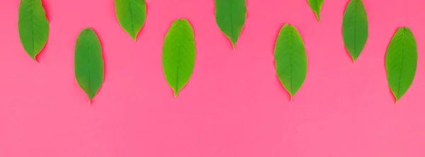 Плоский узор со свежими зелеными листьями — стоковое фото