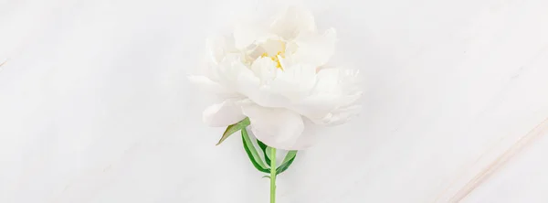 Vit pion blommor på marmor bakgrund — Stockfoto