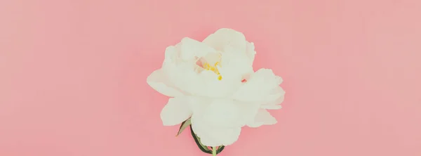 Flores florecientes de peonía blanca — Foto de Stock