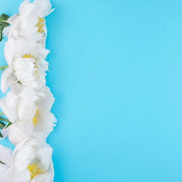 白い牡丹の花を咲かせ — ストック写真