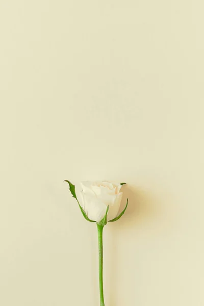 Composición de rosas blancas frescas — Foto de Stock