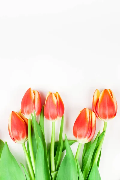 Red tulips flowers on white background — Stock Photo, Image