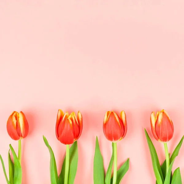 Flores de tulipanes rojos sobre fondo rosa —  Fotos de Stock