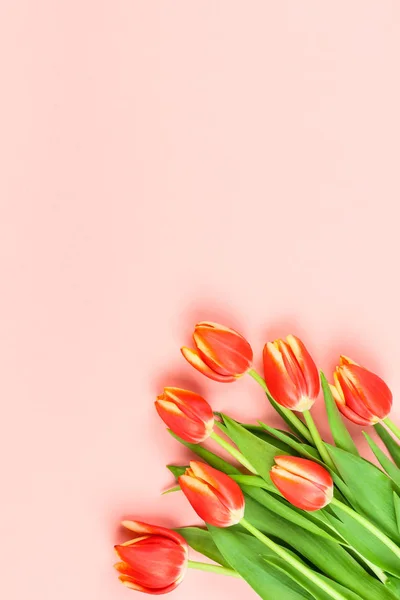 Flores de tulipanes rojos sobre fondo rosa —  Fotos de Stock