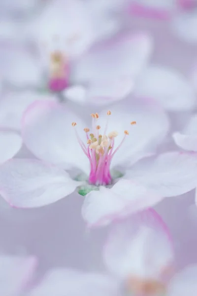 Білі квіти плавають у воді — стокове фото