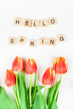 Beyaz zemin üzerine kırmızı lale çiçek