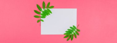 Beyaz mektup taze yeşil yaprakları ile alay etmek yukarıya