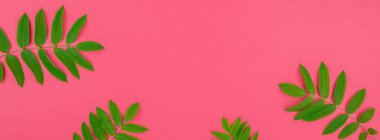 Parlak pembe yeşil rowan ağacı yaprakları