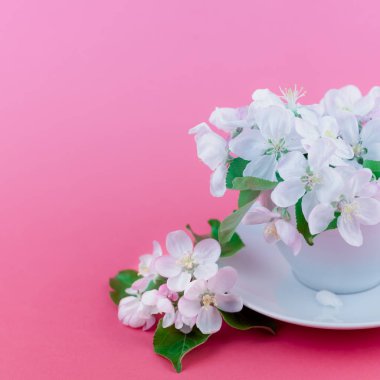 Beyaz bahar elma ağacı bir fincan çiçek çiçeklenme