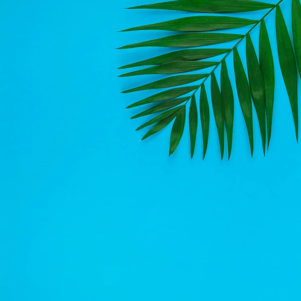 Tropical palm listy na barevné papírové pozadí — Stock fotografie