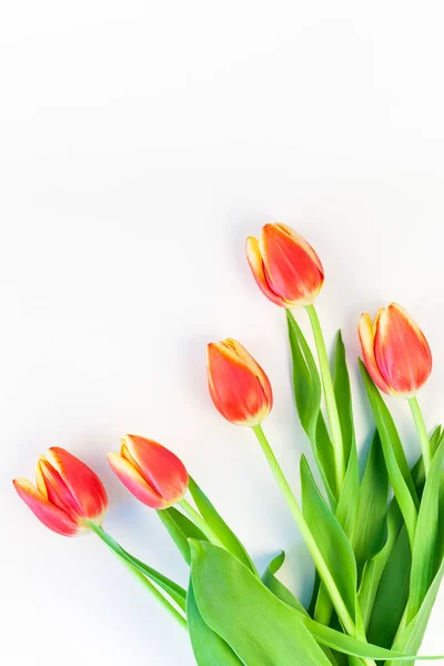 Røde tulipanblomster på hvit bakgrunn – stockfoto