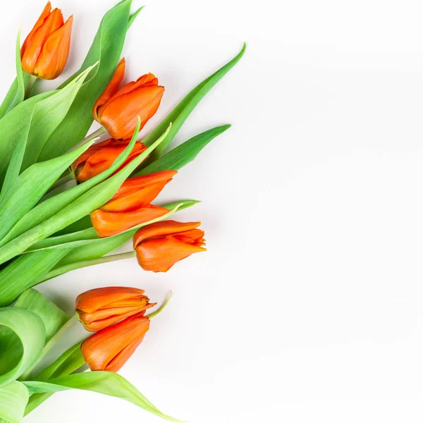 Rode tulpen bloemen op witte achtergrond — Stockfoto