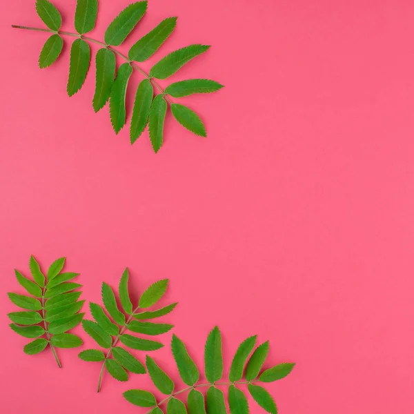 Green rowan tree leaves on bright pink background — Stock Photo, Image