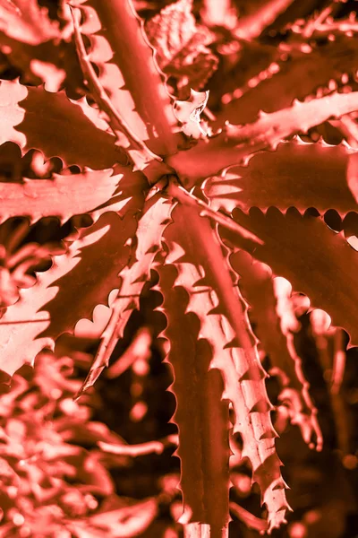 Succulent cactus plant toned in living coral color — Stock Photo, Image