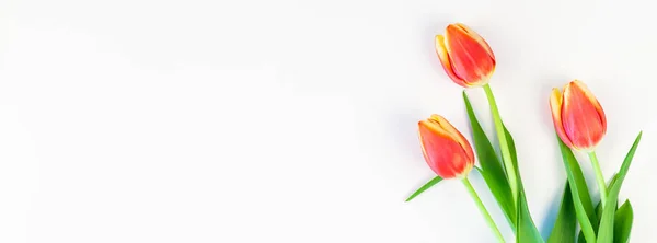Red tulips flowers on white background — Stock Photo, Image
