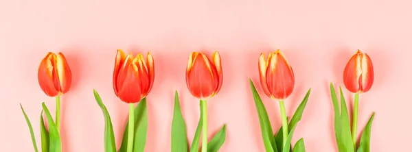Røde tulipanblomster på rosa bakgrunn – stockfoto
