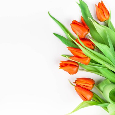 Beyaz zemin üzerine kırmızı lale çiçek