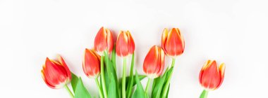 Beyaz zemin üzerine kırmızı lale çiçek