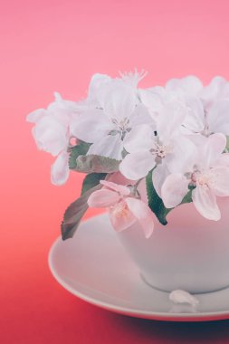Beyaz bahar elma ağacı bir fincan çiçek çiçeklenme