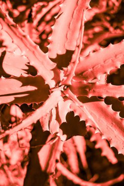 Mercan rengi yaşayan sulu kaktüs bitki tonda