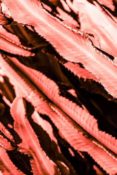 Pianta succulenta di cactus tonificata di colore corallo vivo — Foto Stock