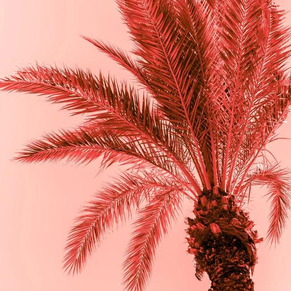 Palmenzweige in lebender Koralle gefärbt — Stockfoto