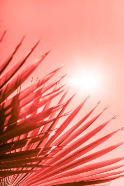 Palmiye ağacı dalları yaşam mercan tonda