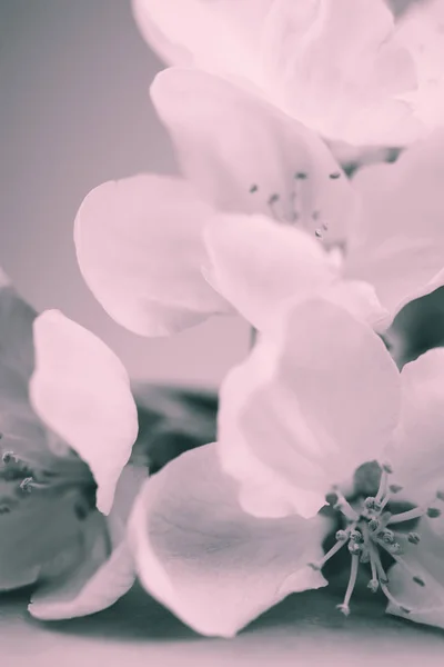 Apple blossoms over blurred bw background — Stock Photo, Image