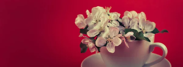 Fehér tavaszi almafa virágzó virágok egy csésze — Stock Fotó