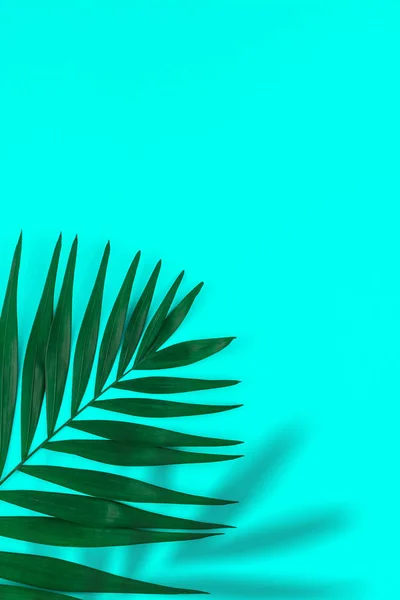 Tropikal palmiye renk floresan arka plan bırakır — Stok fotoğraf