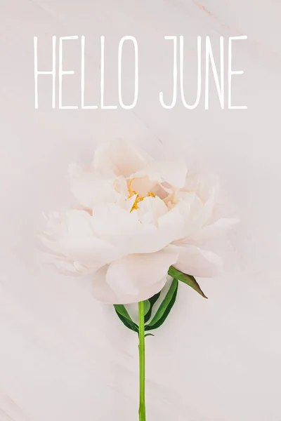 Hallo Juni Nachricht mit rosa Pfingstrose Blume — Stockfoto