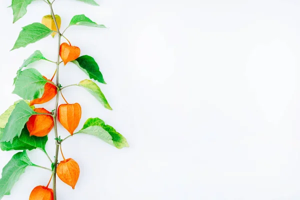 Flor Naranja de physalis alkekengi aislada —  Fotos de Stock