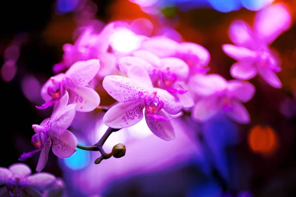 Flores de orquídea tonificadas de néon Fundo — Fotografia de Stock