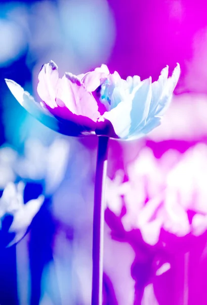 Neon tonificado tulipa flores fundo — Fotografia de Stock