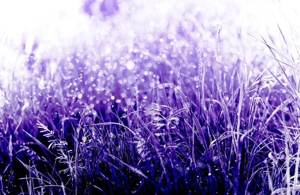 Purple colored grass plants natural background — Stock Photo, Image